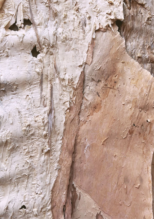 Paperbark Textures